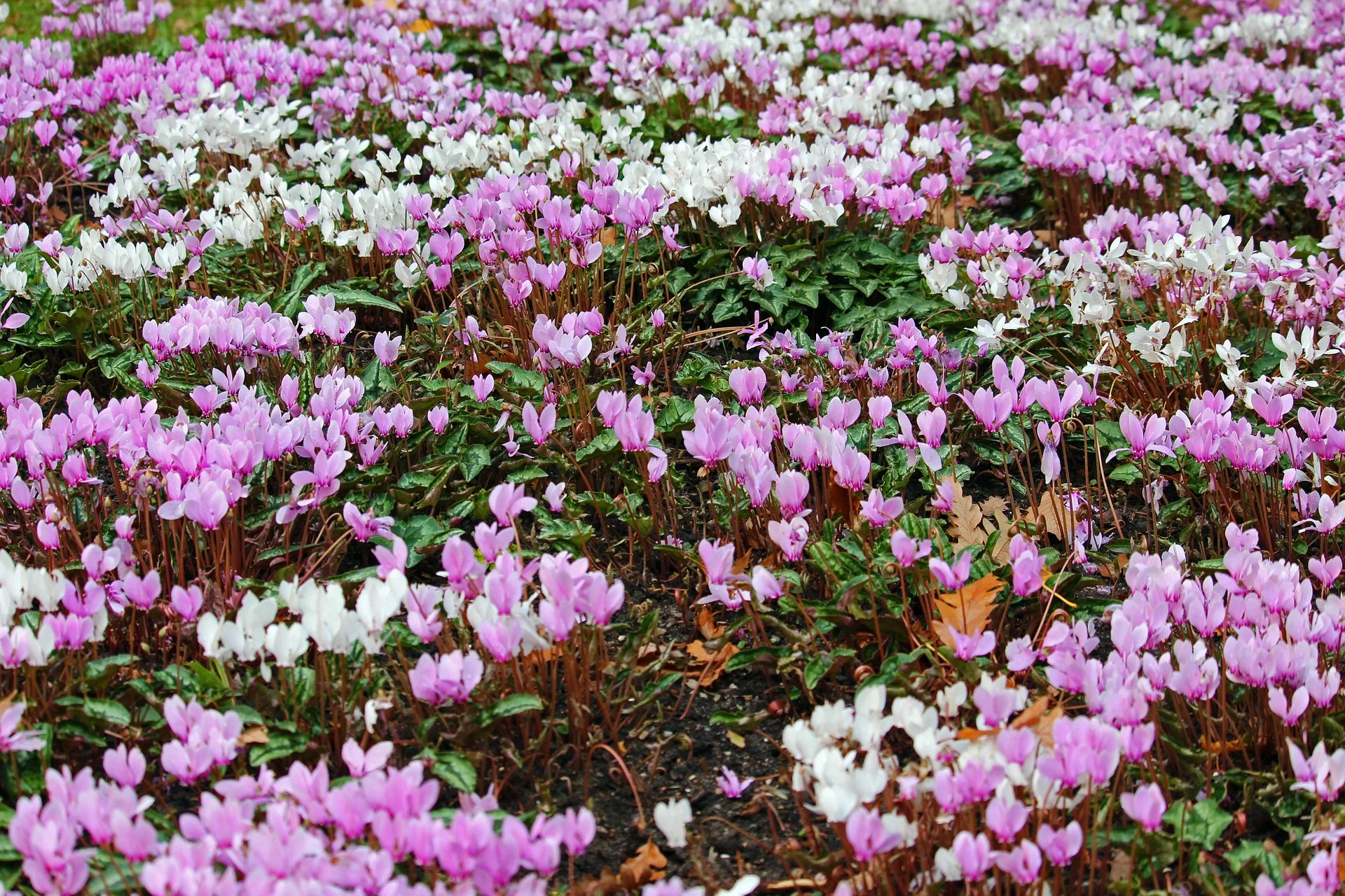 Cyclamen hederifolium <br>HARDY IVY LEAVED CYCLAMEN MIX - Image 3