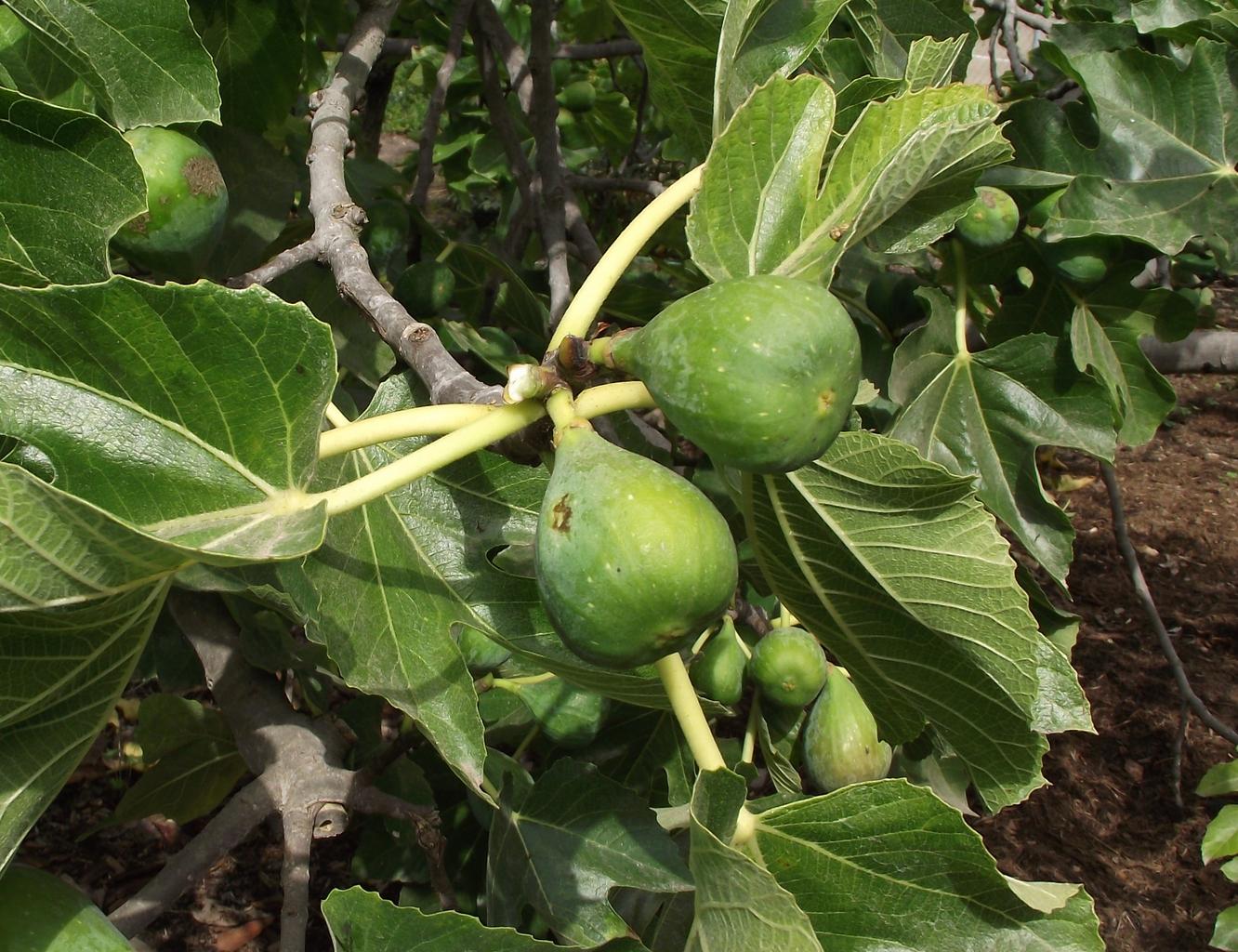 Ficus carica <br>HARDY FIG
