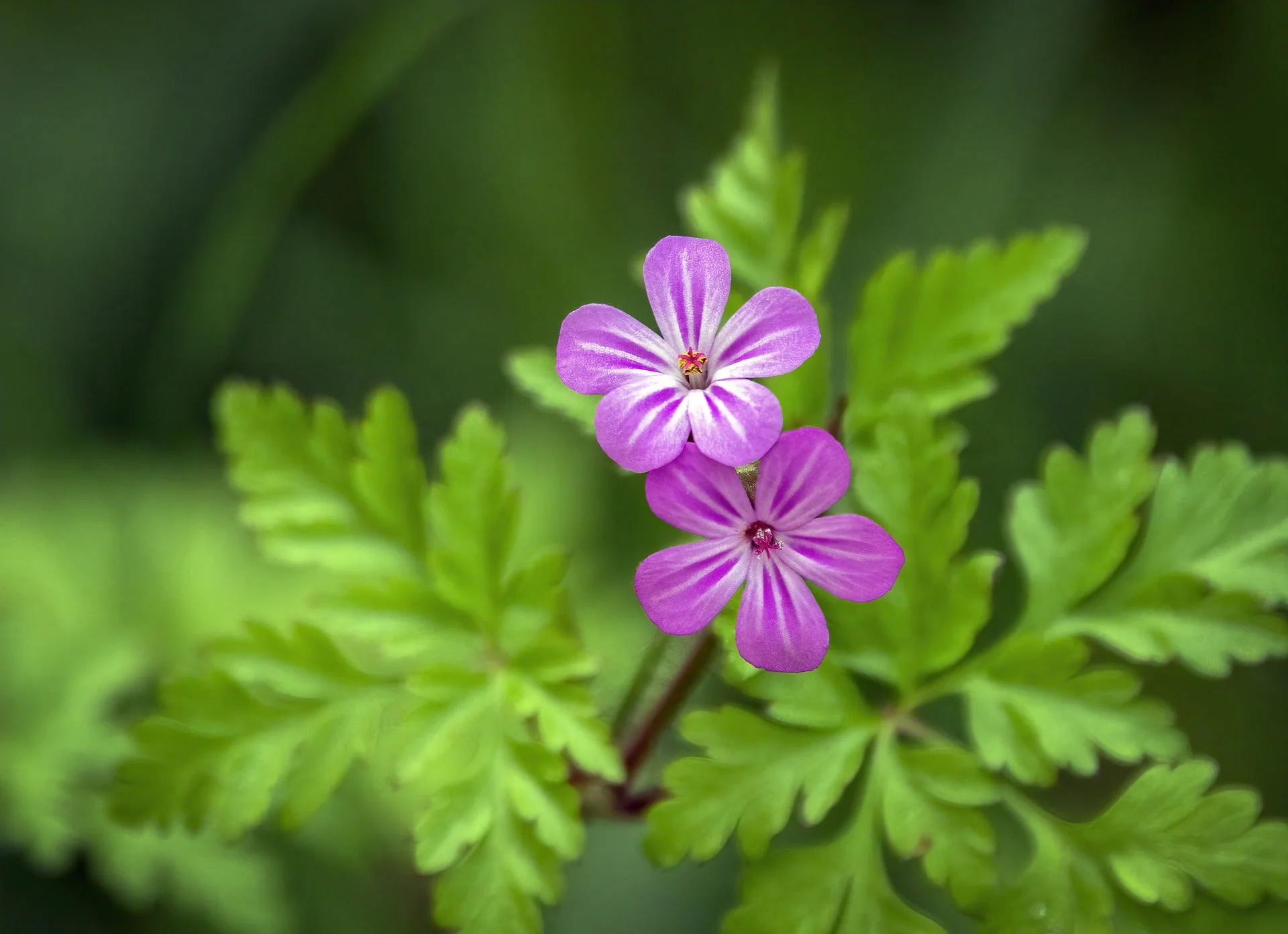 Geranium robertianum <br>HERB ROBERT