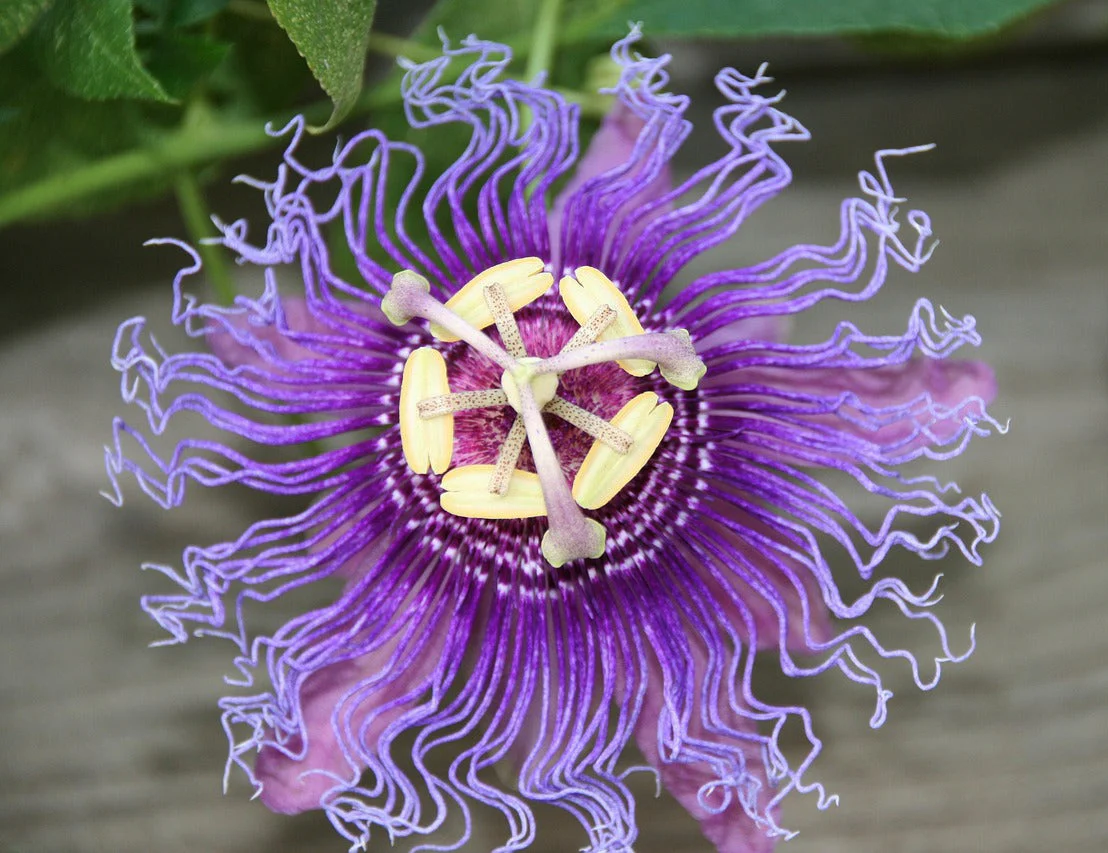 Passiflora incarnata <br>HARDY PURPLE PASSION FLOWER - Image 2