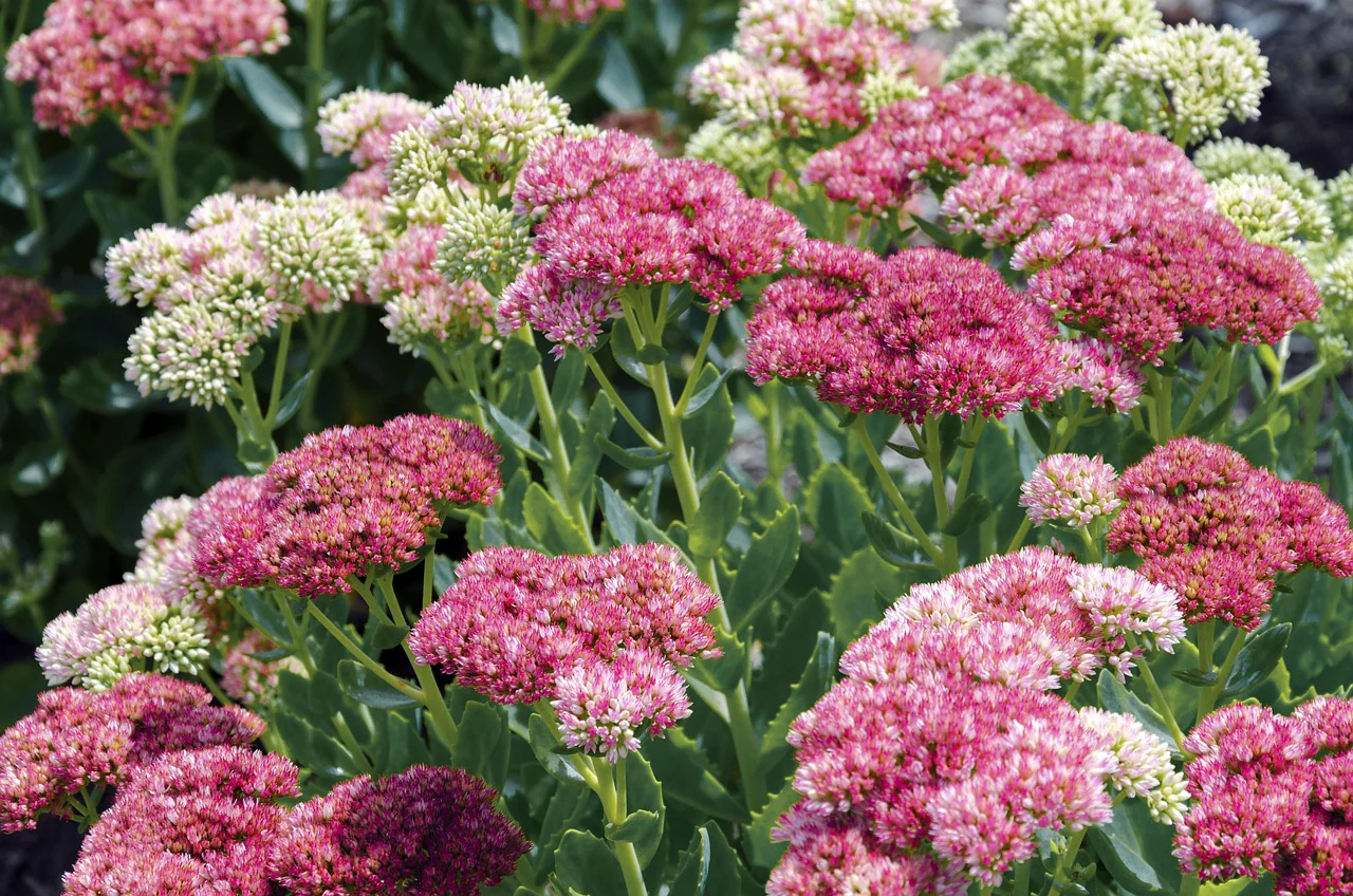 Sedum <br>STONECROP MIX