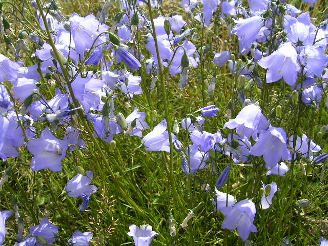 Campanula rotundifolia <br>HAREBELL BELLFLOWER