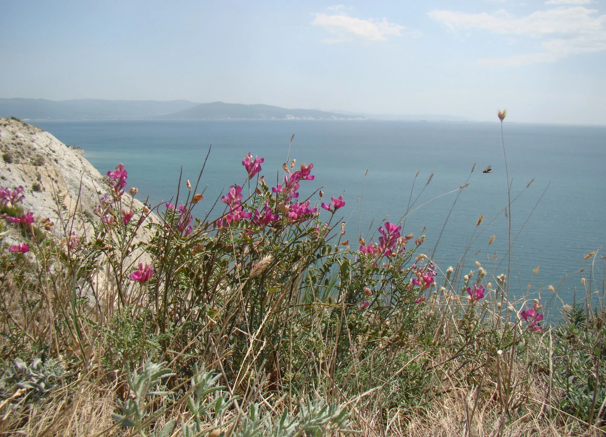 Hedysarum tauricum <br>SWEET VETCH
