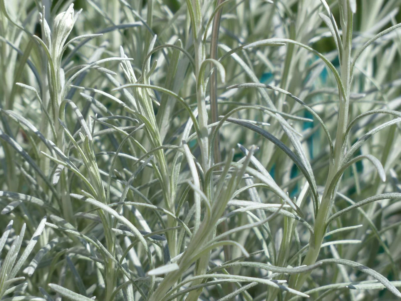 Helichrysum italicum <br>CURRY, ITALIAN STRAWFLOWER, IMMORTELLE