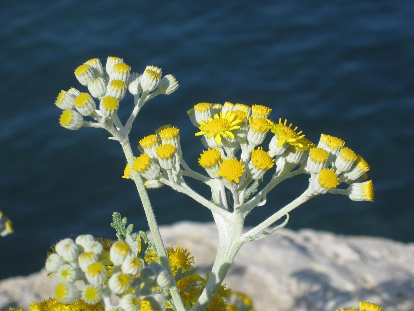 Helichrysum italicum <br>CURRY, ITALIAN STRAWFLOWER, IMMORTELLE - Image 2