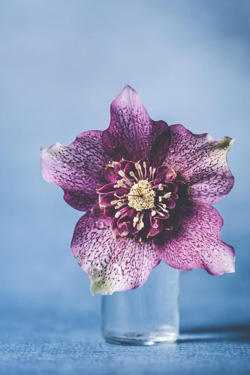 Helleborus orientalis <br>HELLEBORUS ANEMONE CENTERED - Image 3