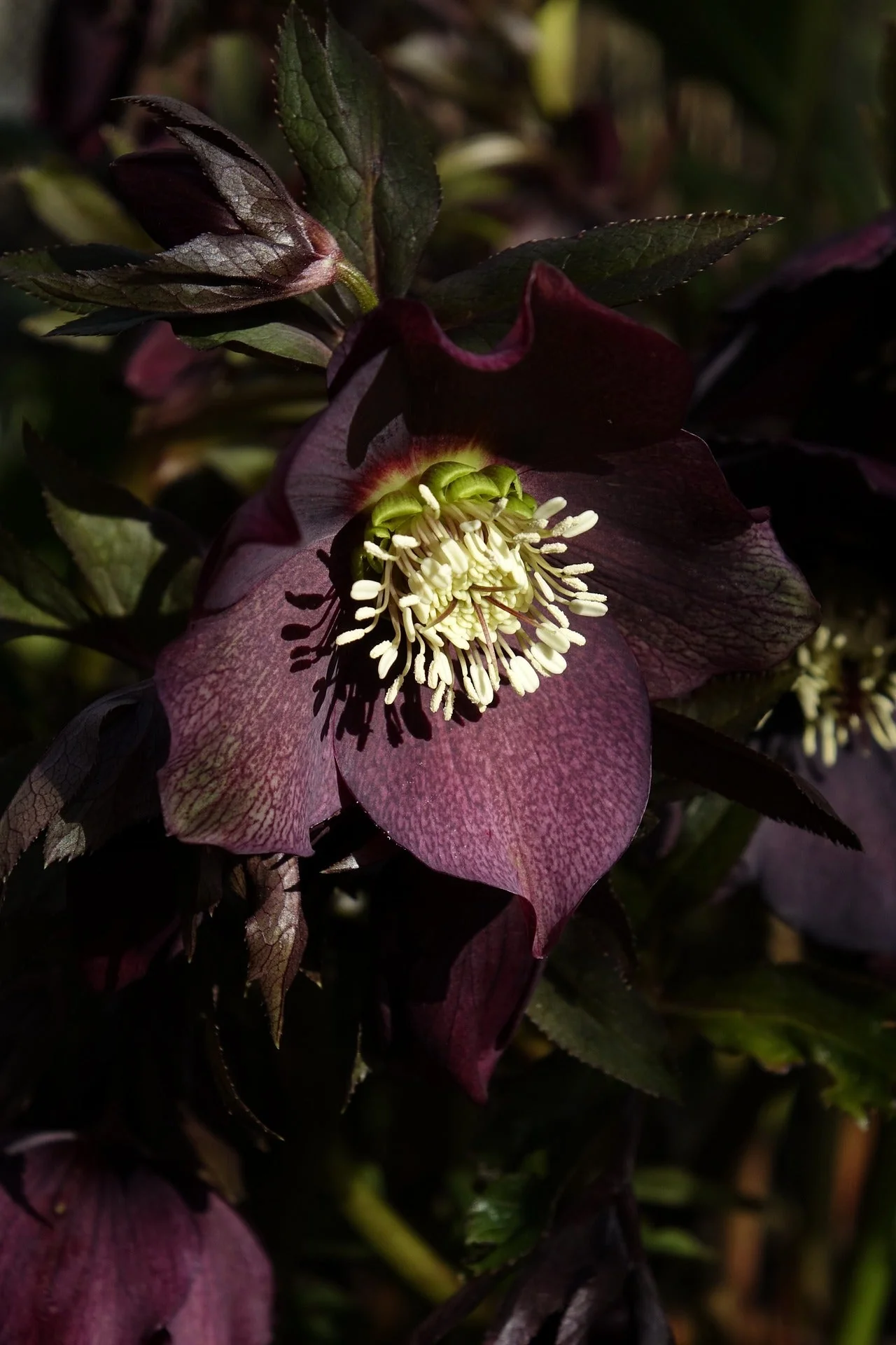 Helleborus orientalis <br>BLACK BEAUTY CHRISTMAS ROSE