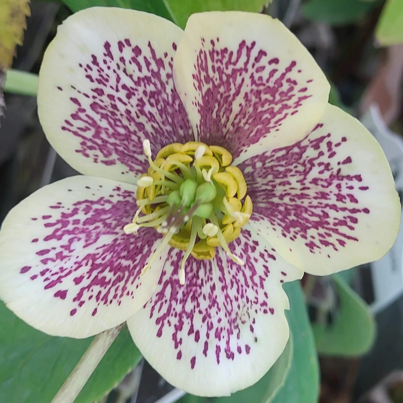 Helleborus orientalis <br>SPOTTED CHRISTMAS ROSE