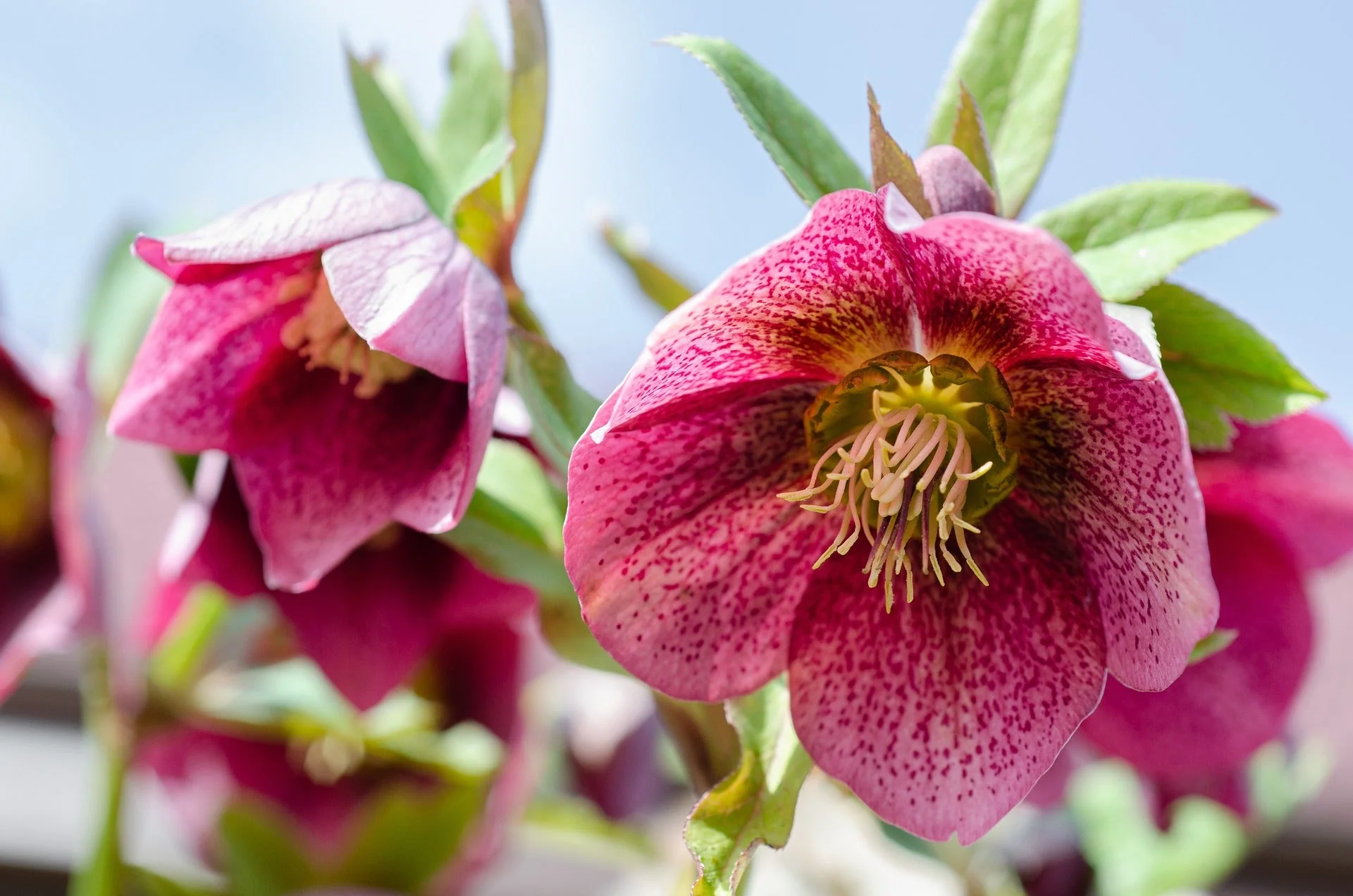 Helleborus orientalis <br>SPOTTED CHRISTMAS ROSE - Image 2