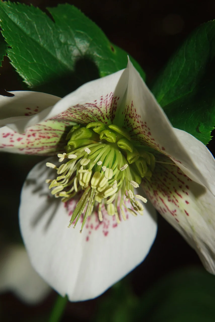 Helleborus orientalis <br>SPOTTED CHRISTMAS ROSE - Image 3
