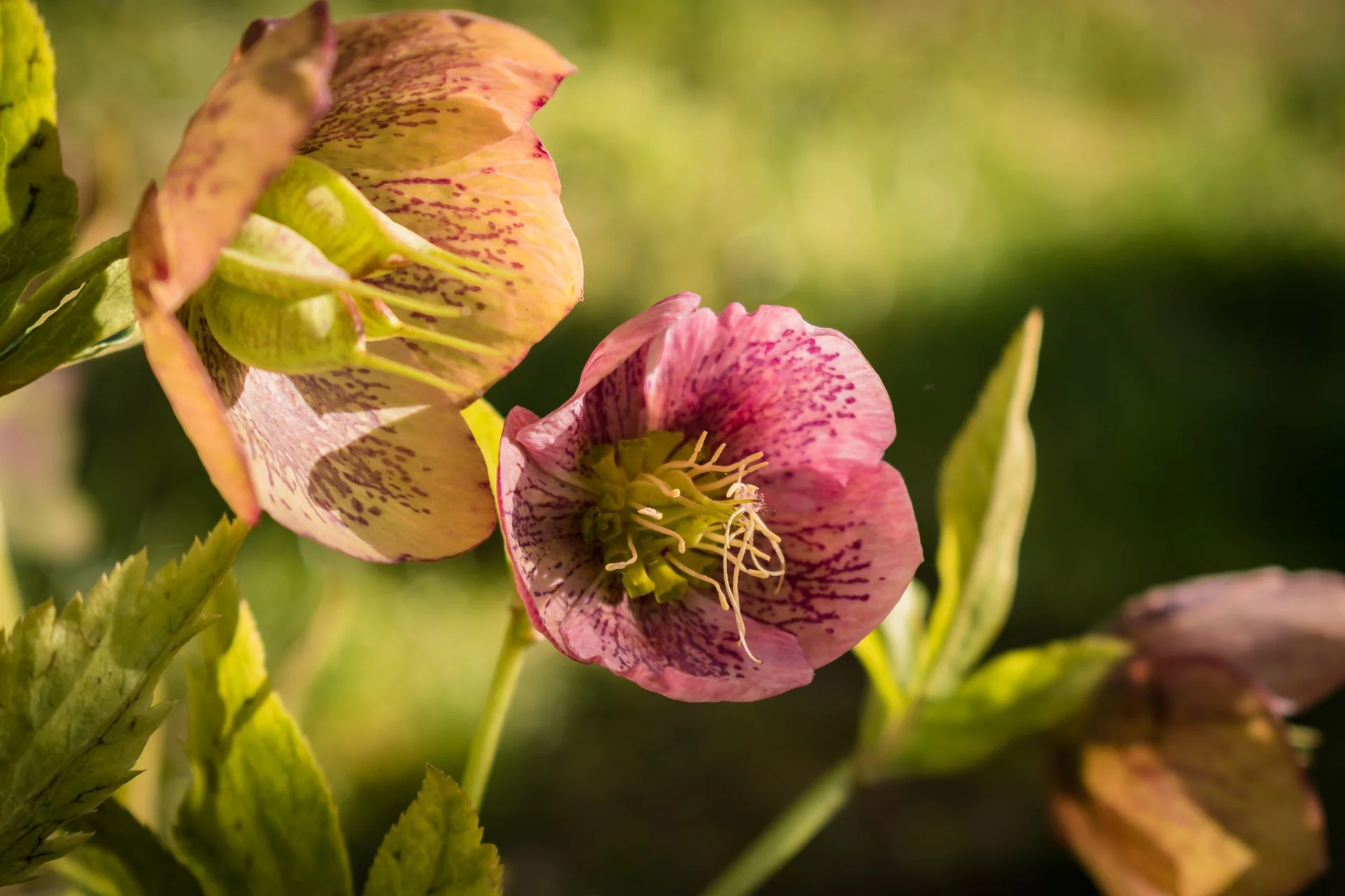 Helleborus orientalis <br>SPOTTED CHRISTMAS ROSE - Image 4