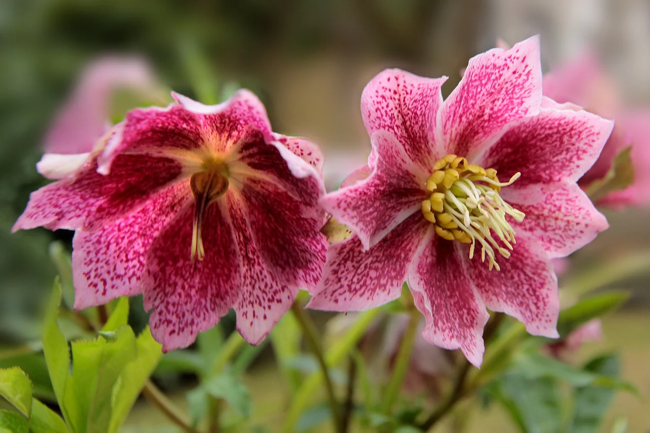 Helleborus orientalis <br>SPOTTED CHRISTMAS ROSE - Image 5
