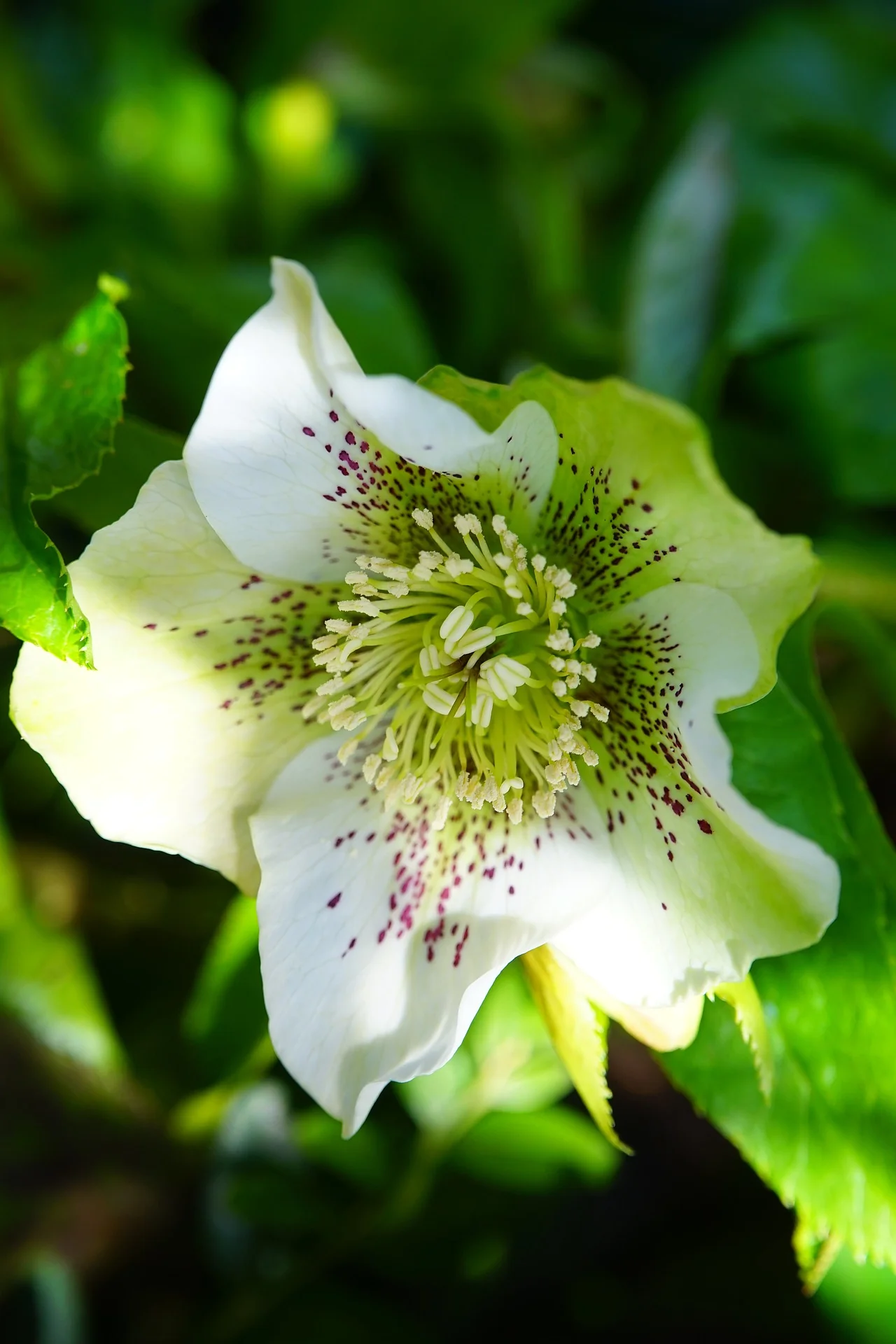 Helleborus orientalis <br>SPOTTED CHRISTMAS ROSE - Image 6