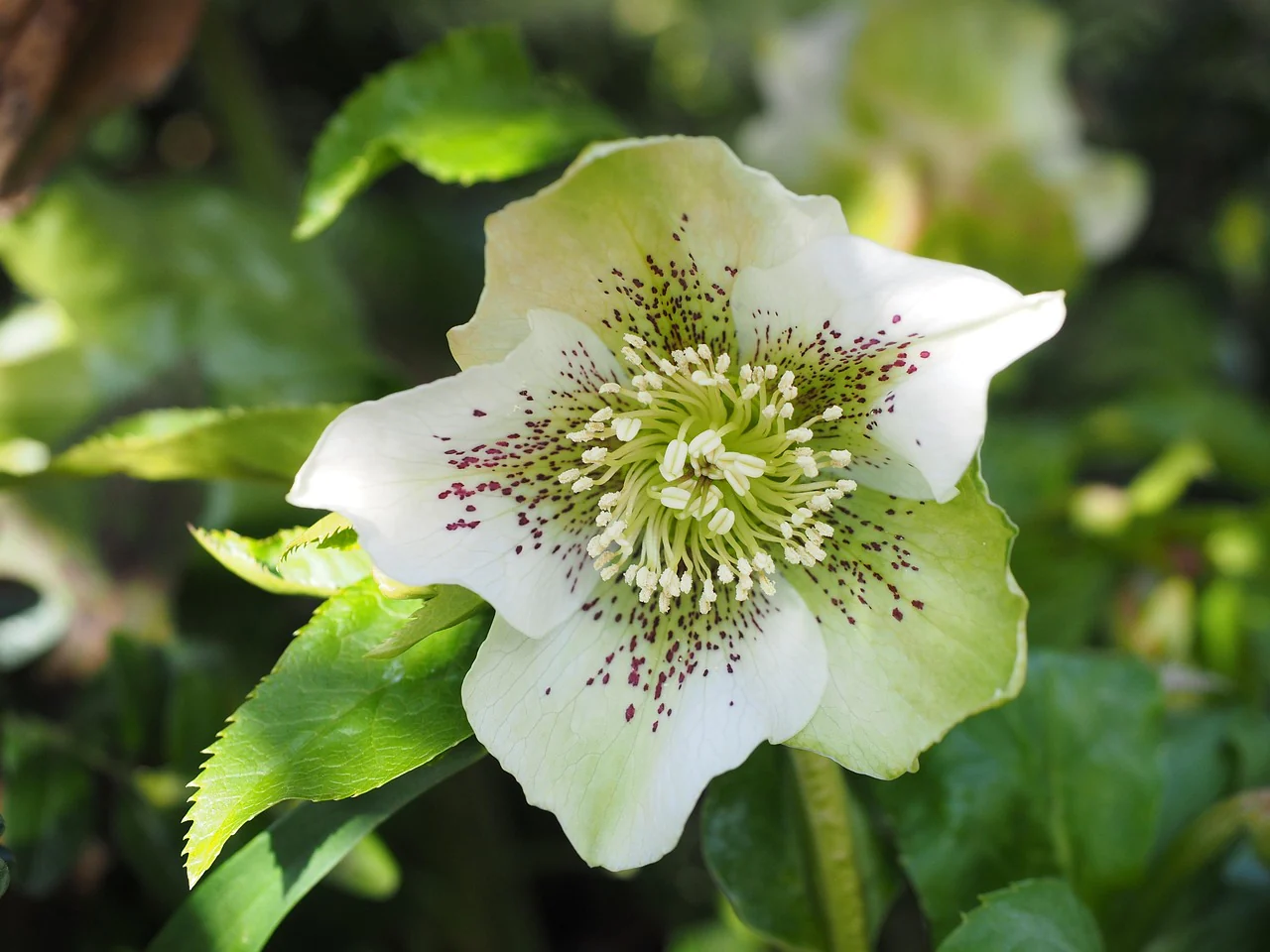 Helleborus orientalis <br>SPOTTED CHRISTMAS ROSE - Image 7