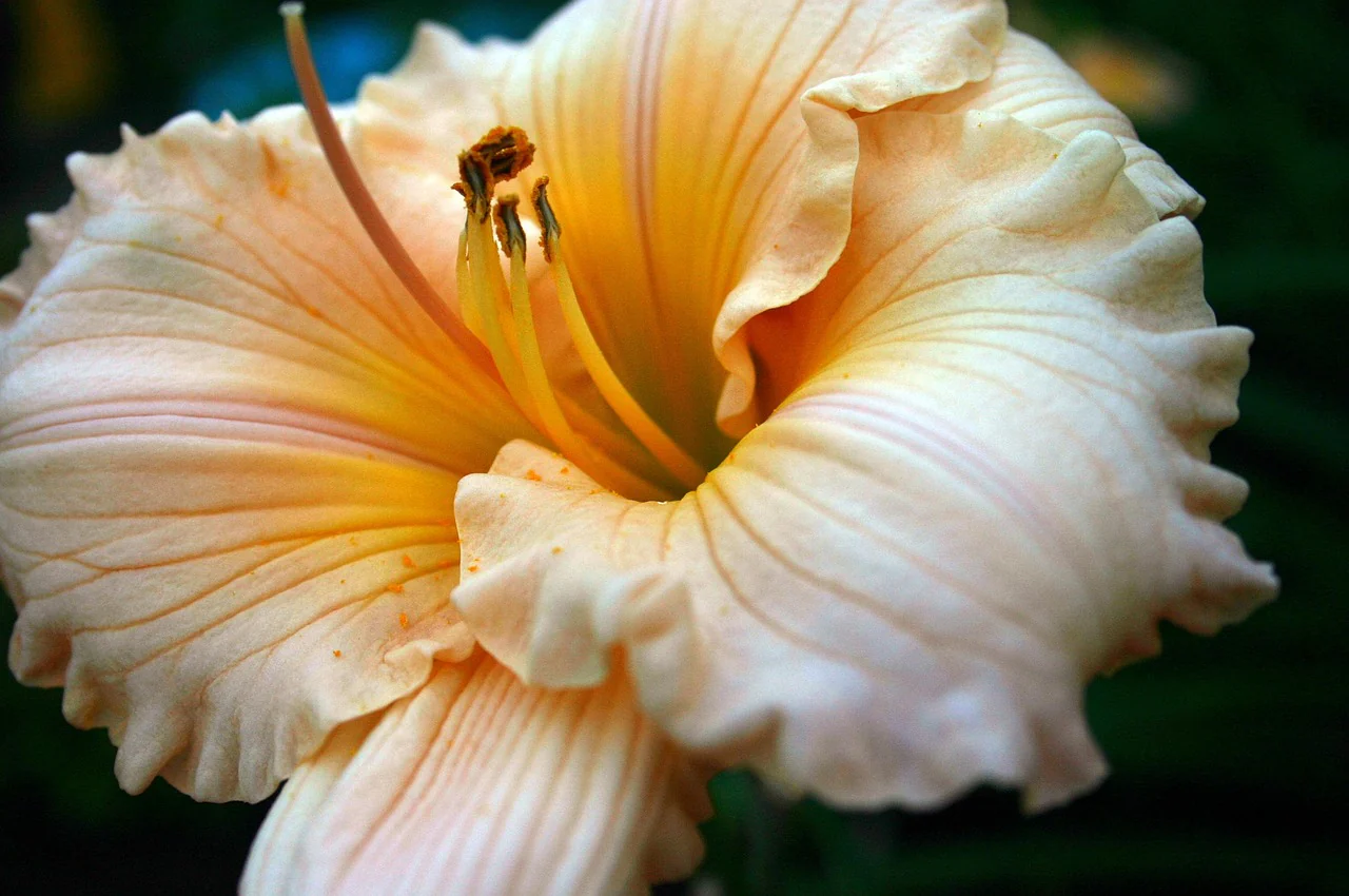 Hemerocalis <br>DAYLILY FIELD MIX - Image 4