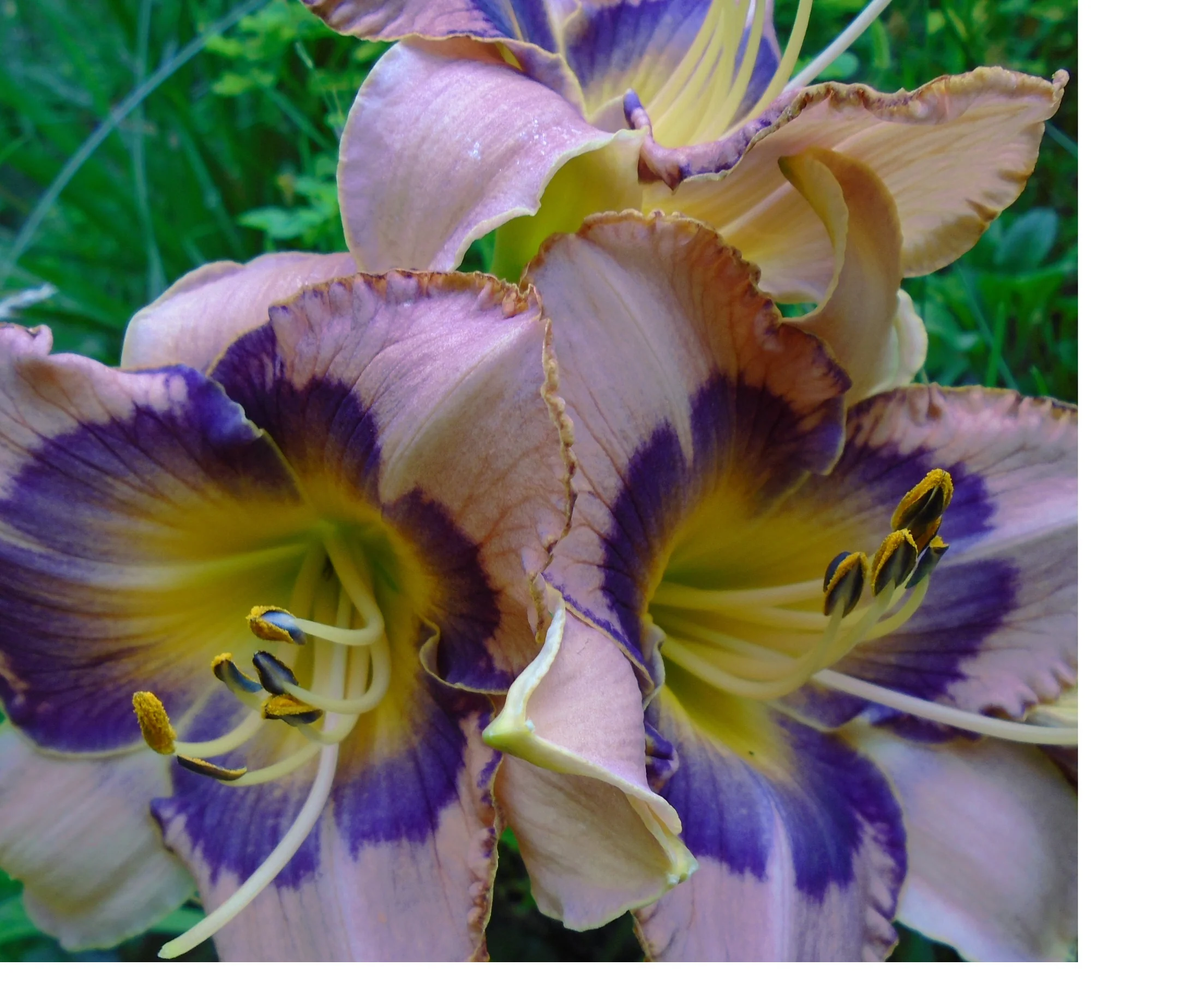 Hemerocalis <br>DAYLILY PREMIUM HYBRIDIZER MIX<br> LIVE PLANTS - Image 11