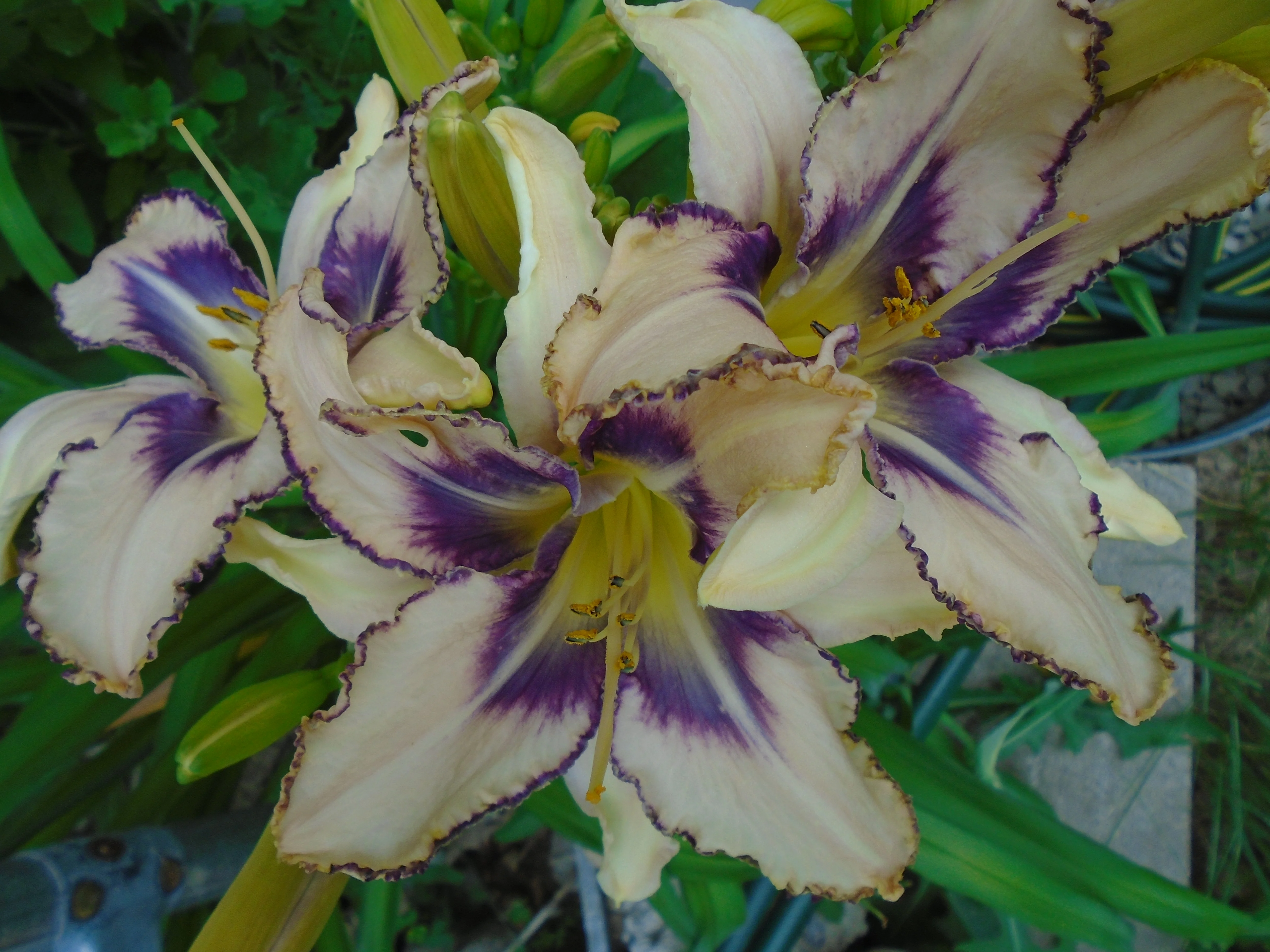 Hemerocalis <br>DAYLILY PREMIUM HYBRIDIZER MIX<br> LIVE PLANTS - Image 7