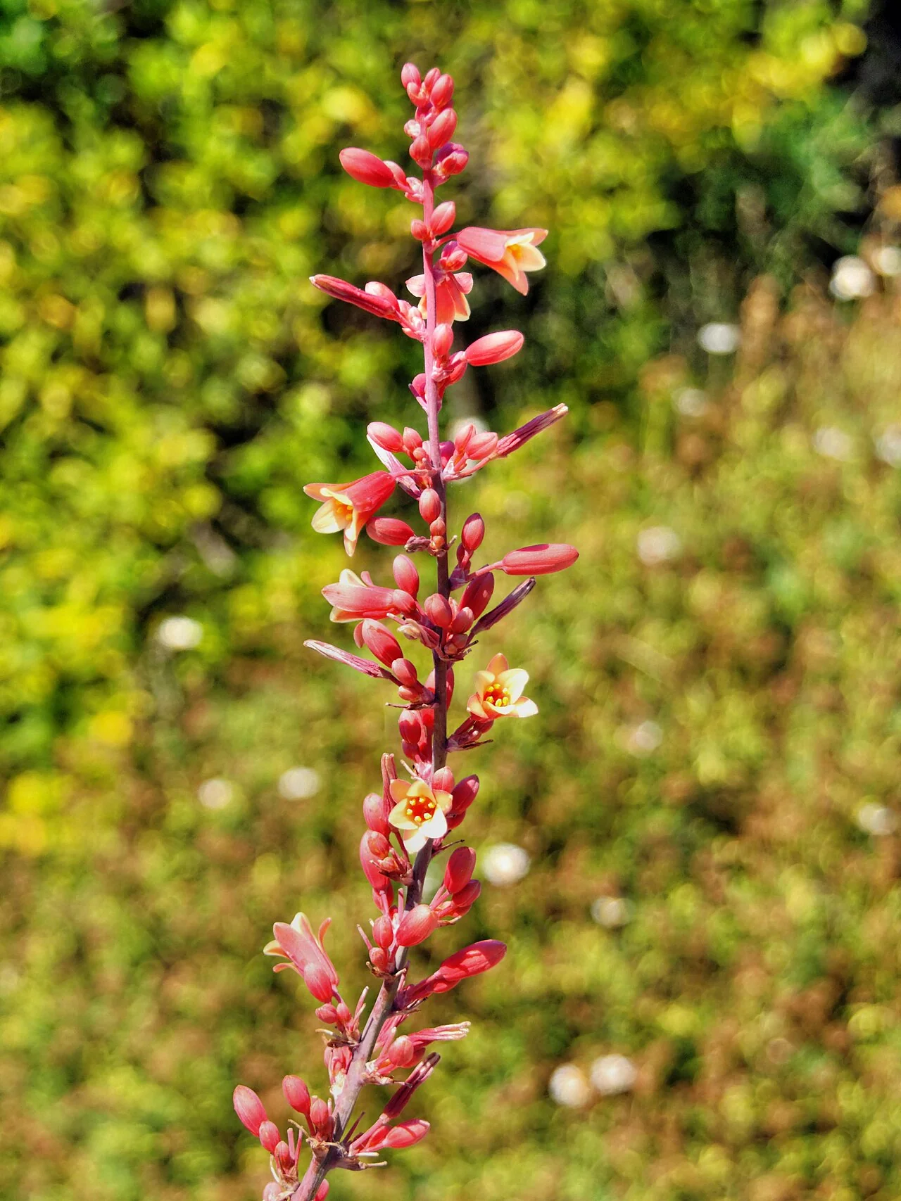 Hesperaloe parviflora <br>RED YUCCA - Image 2