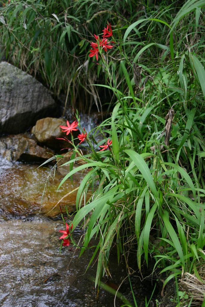 Hesperantha coccinea, Schizostylis coccinea <br>CRIMSON FLAG LILY