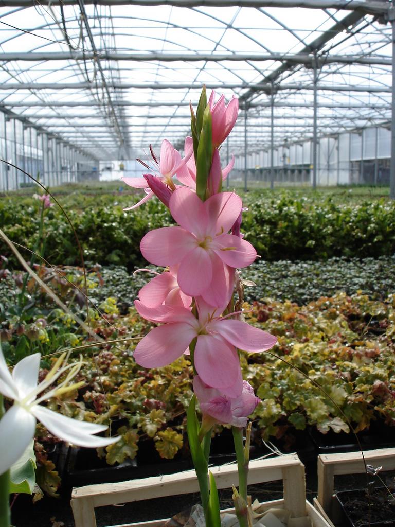 Hesperantha coccinea, Schizostylis coccinea <br>CRIMSON FLAG LILY - Image 2