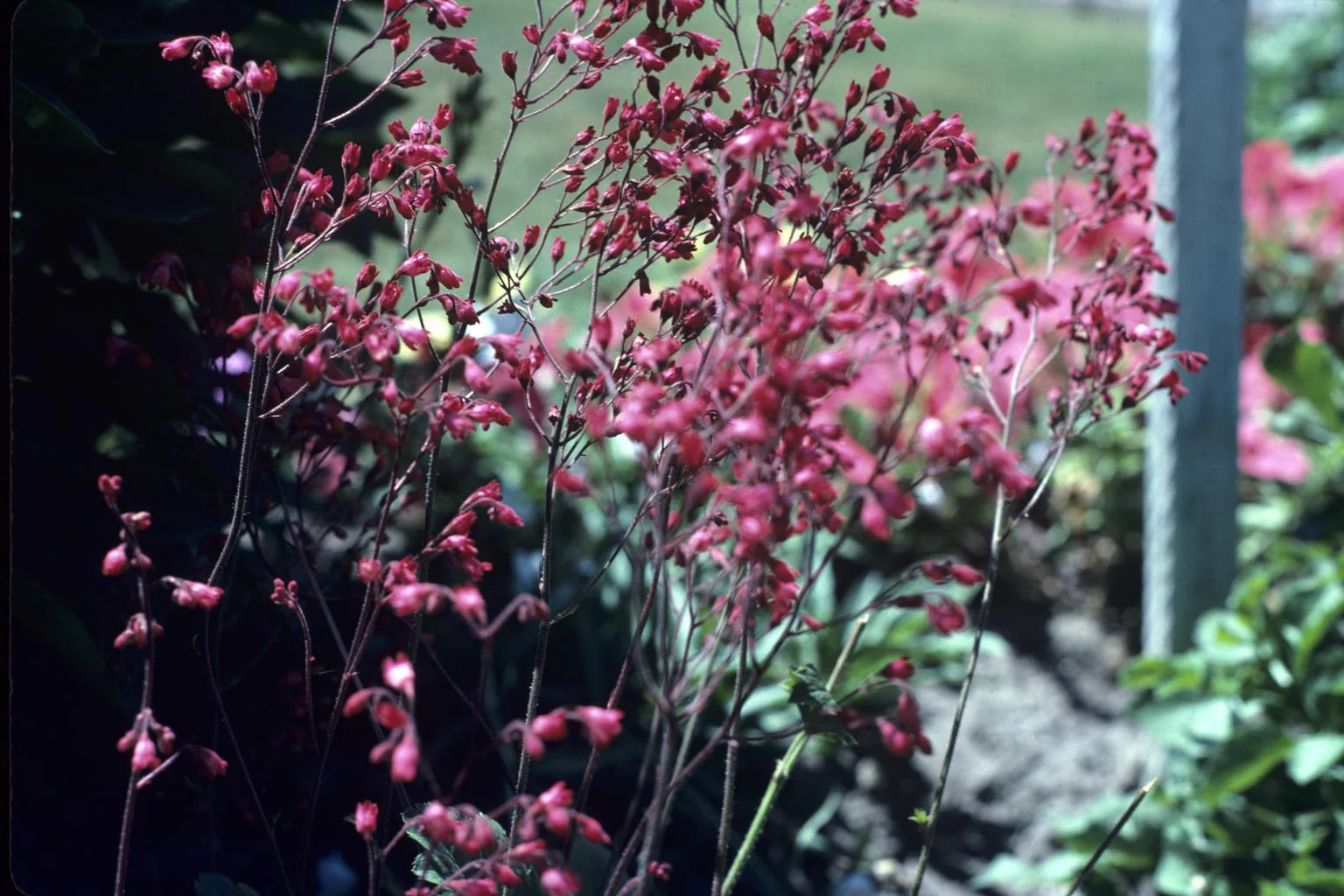 Heuchera <br>CORAL BELLS FLOWERS MIX - Image 8