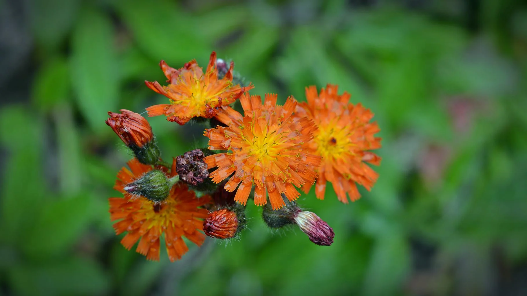 Hieracium aurantiacum <br>ORANGE HAWKWEED - Image 2