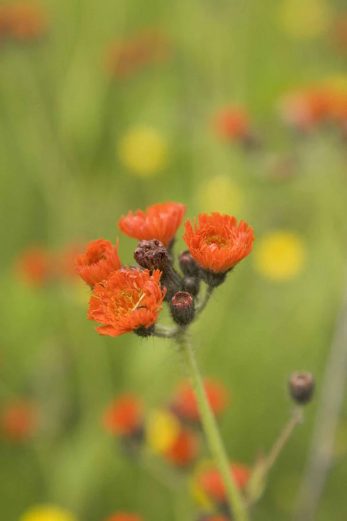 Hieracium aurantiacum <br>ORANGE HAWKWEED - Image 3