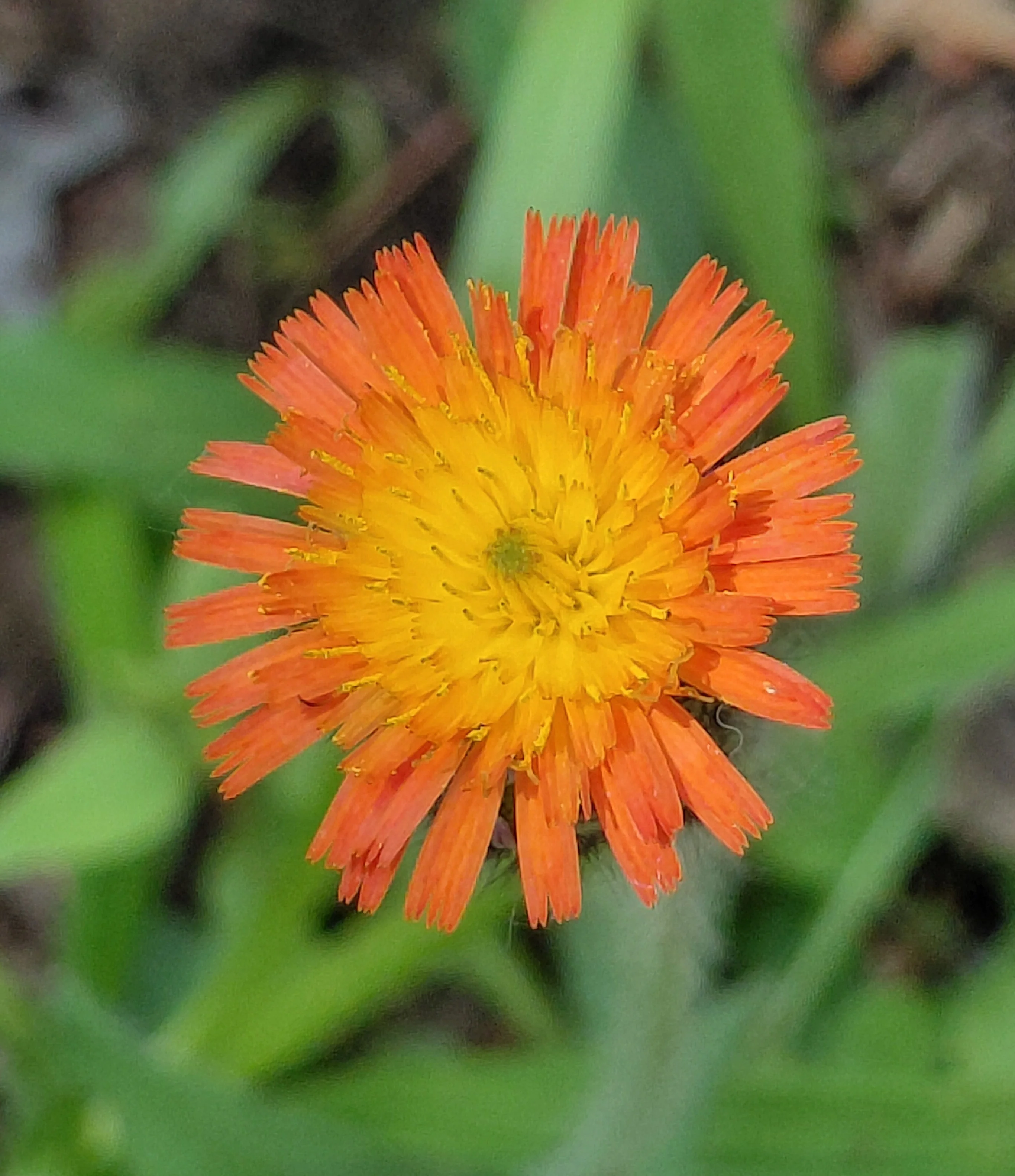 Hieracium aurantiacum <br>ORANGE HAWKWEED - Image 4