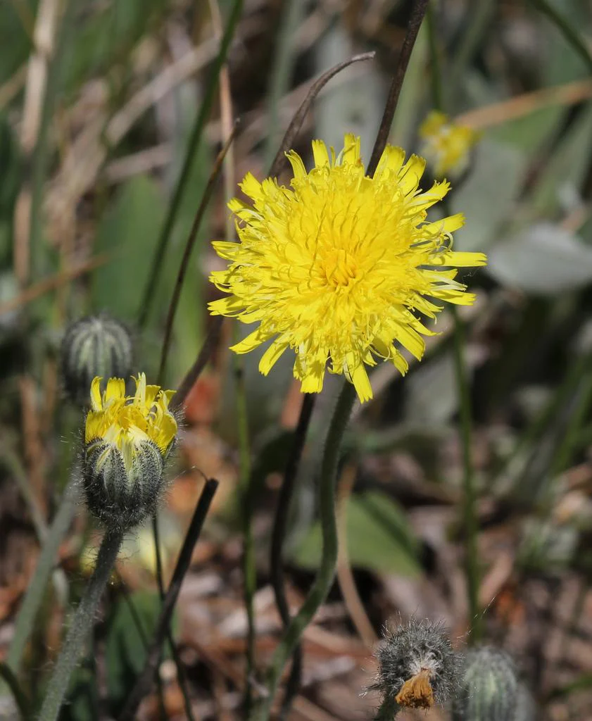 Hieracium pilosella <br>MOUSE-EAR HAWKWEED - Image 2