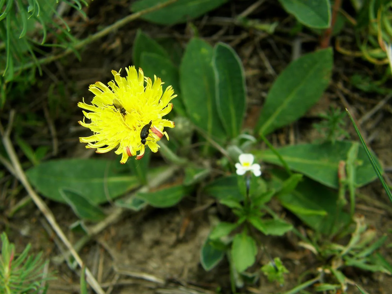 Hieracium pilosella <br>MOUSE-EAR HAWKWEED - Image 3