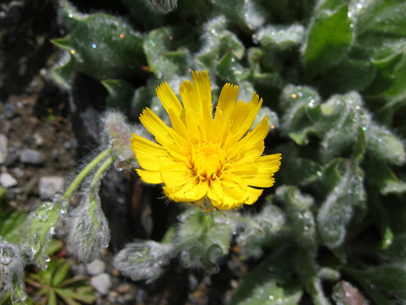 Hieracium villosum <br>WOOLLY HAWKWEED.