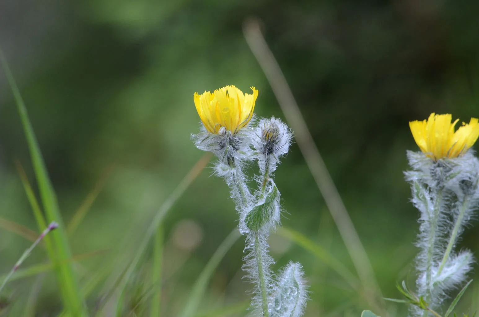 Hieracium villosum <br>WOOLLY HAWKWEED. - Image 2