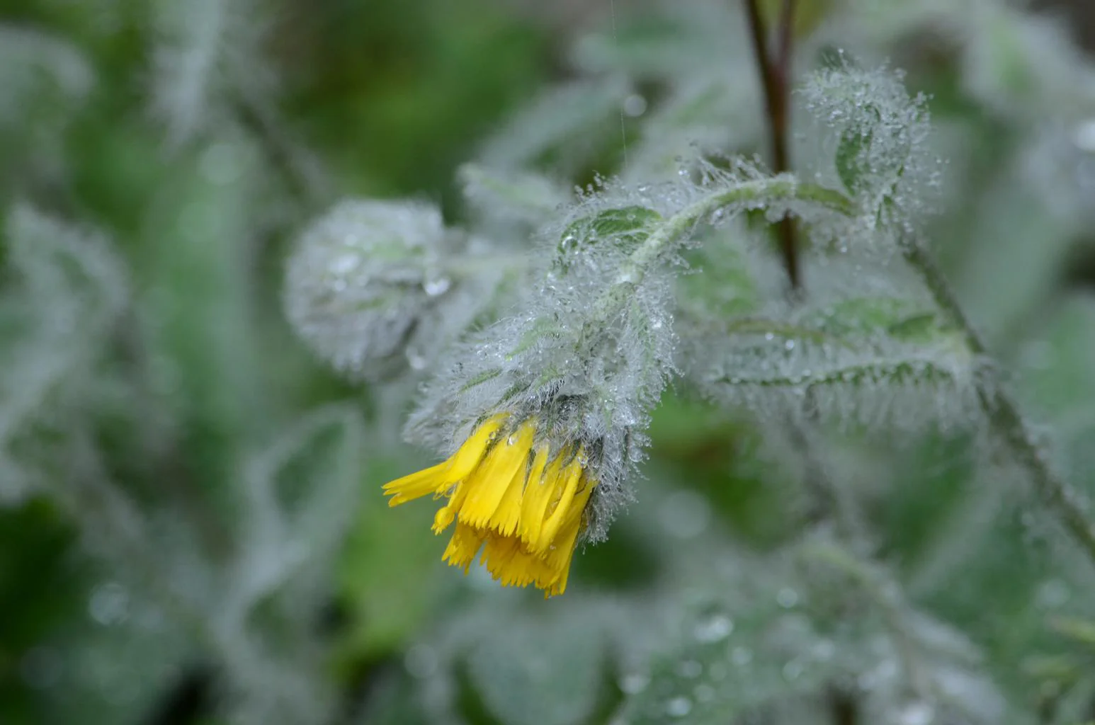 Hieracium villosum <br>WOOLLY HAWKWEED. - Image 3