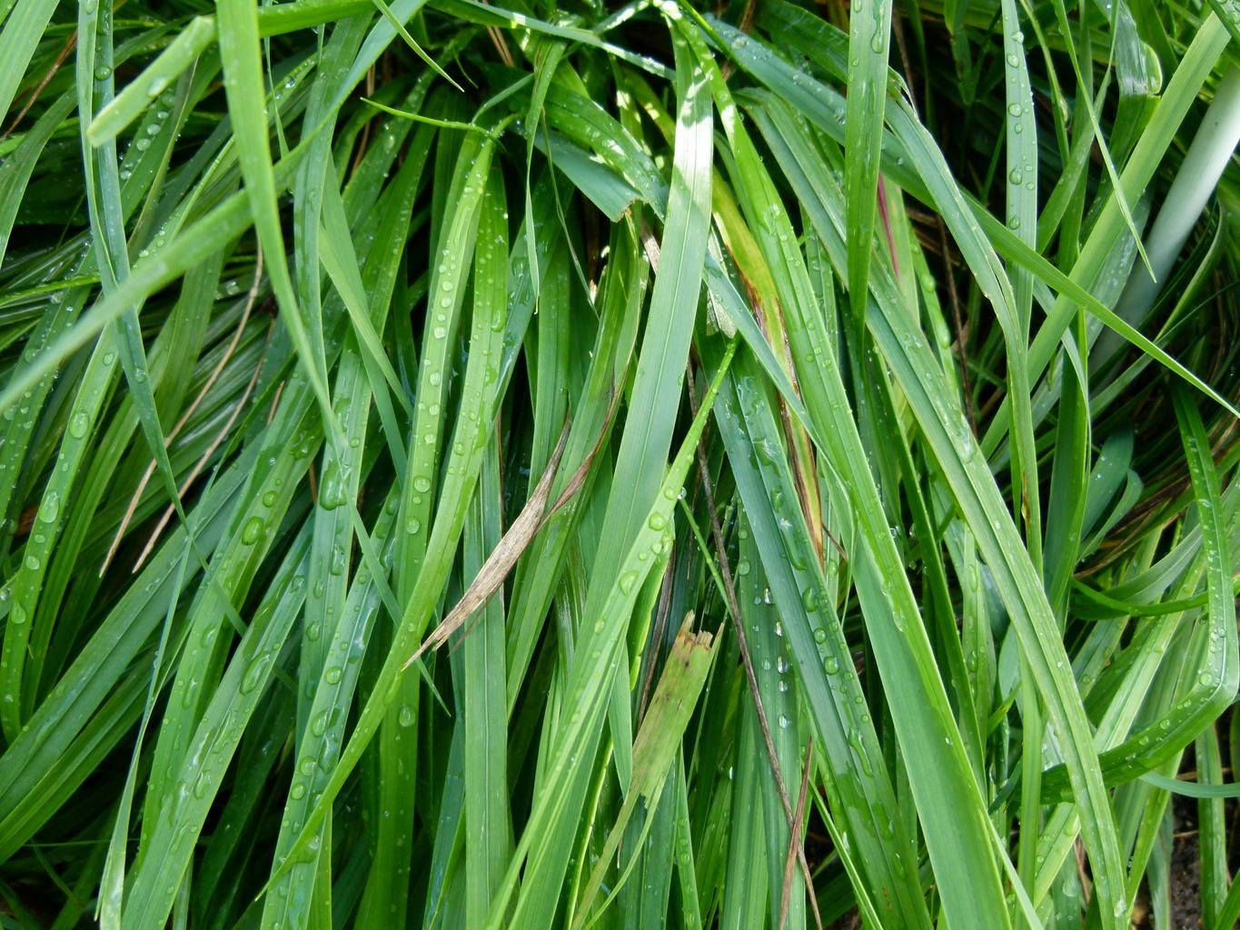 Hierochloe odorata, Anthoxanthum nitens, Anthoxanthum odorata <br>SWEET GRASS, VANILLA GRASS, HOLY GRASS