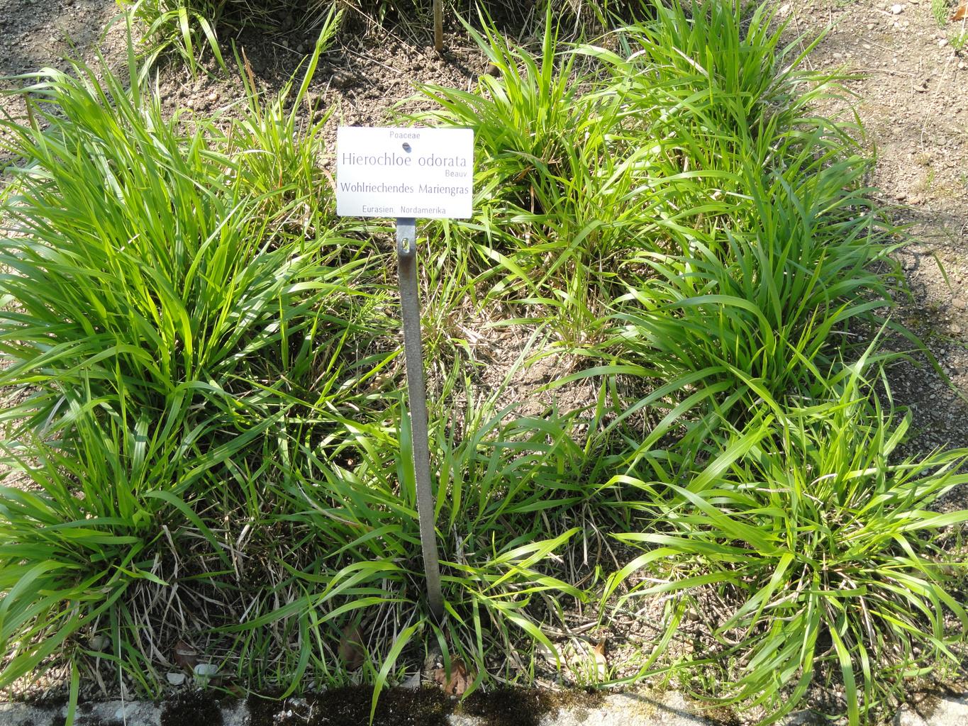 Hierochloe odorata, Anthoxanthum nitens, Anthoxanthum odorata <br>SWEET GRASS, VANILLA GRASS, HOLY GRASS - Image 2