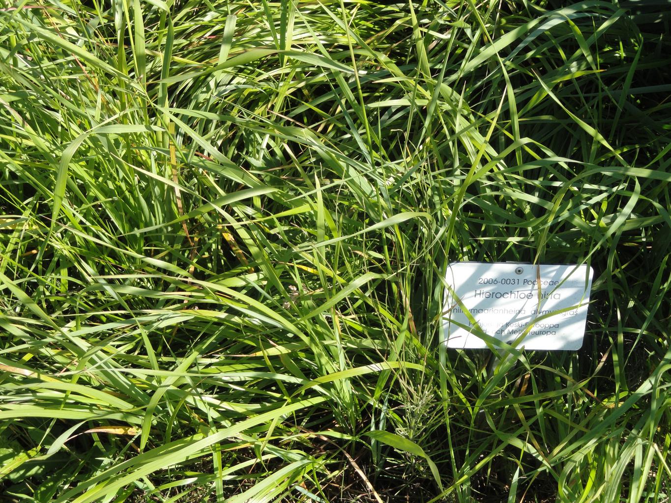 Hierochloe odorata, Anthoxanthum nitens, Anthoxanthum odorata <br>SWEET GRASS, VANILLA GRASS, HOLY GRASS - Image 3