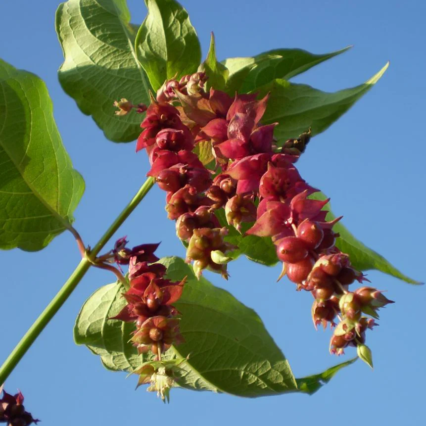 Leycesteria formosa <br>HIMALAYAN HONEYSUCKLE VINE