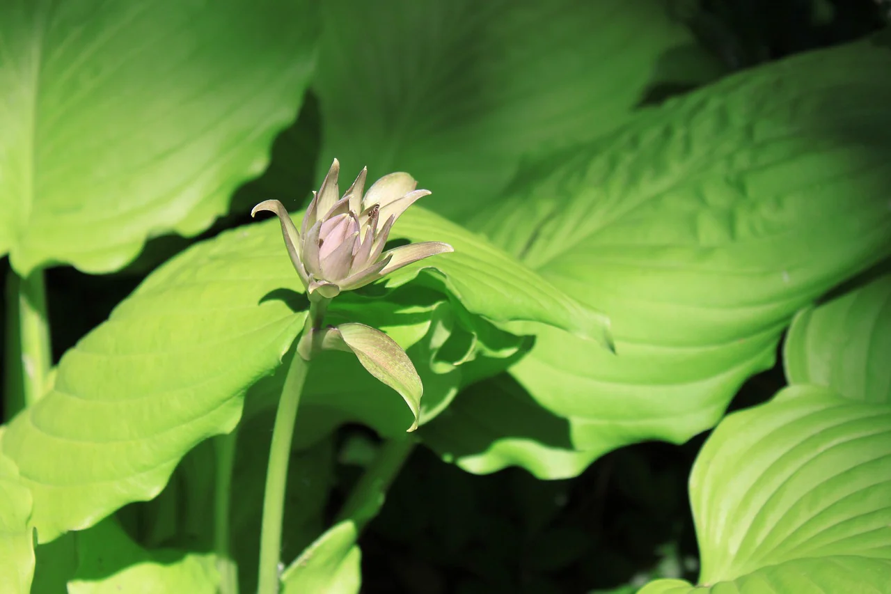 Hosta <br>HOSTA EMPRESS WU