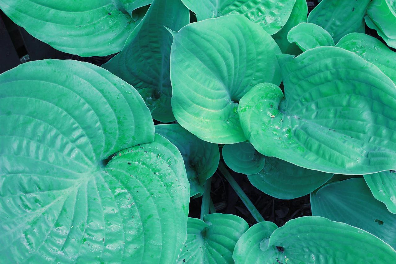 Hosta <br>HOSTA HUMPBACK WHALE