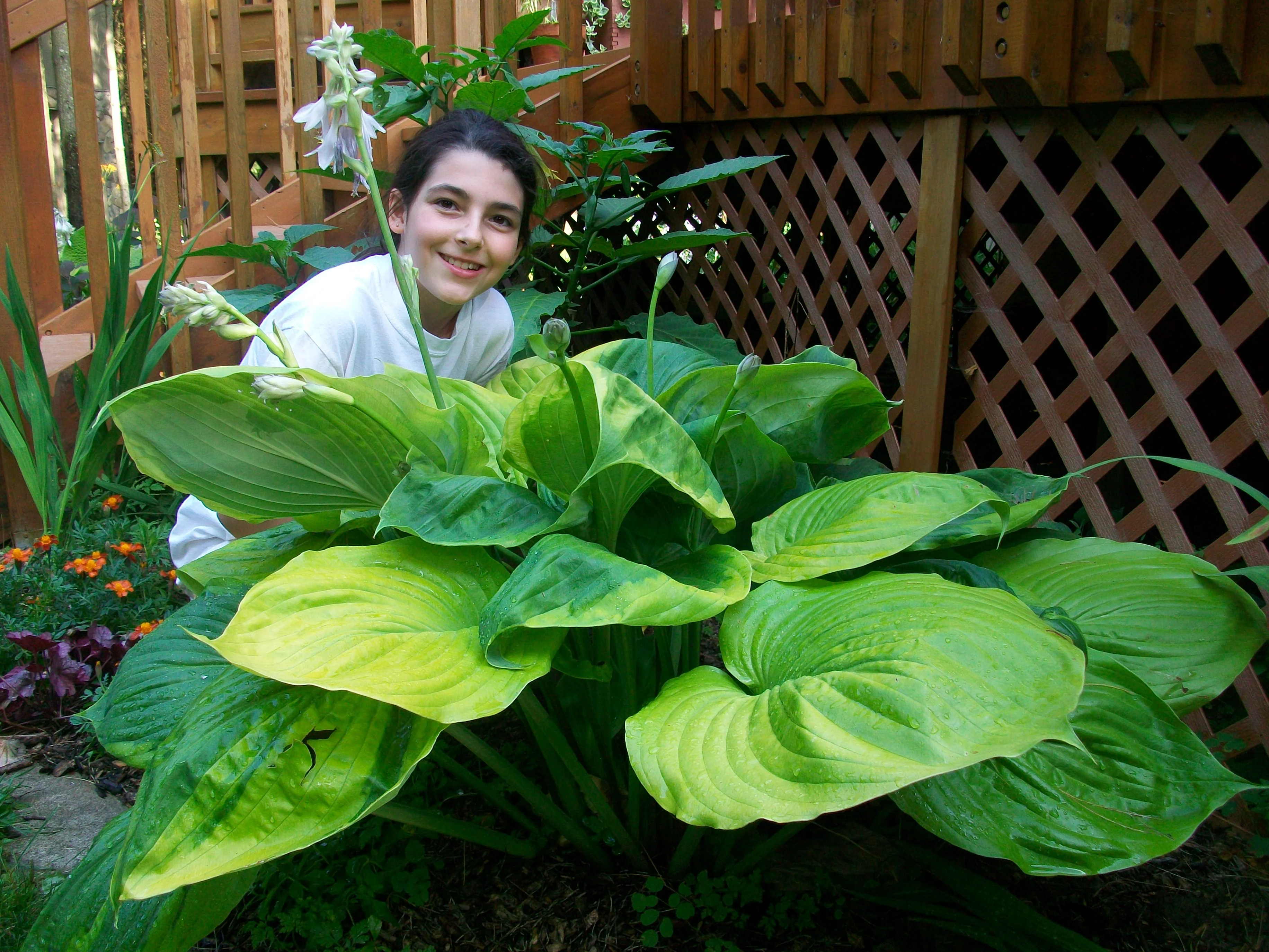 Hosta <br>HOSTA SUM & SUBSTANCE