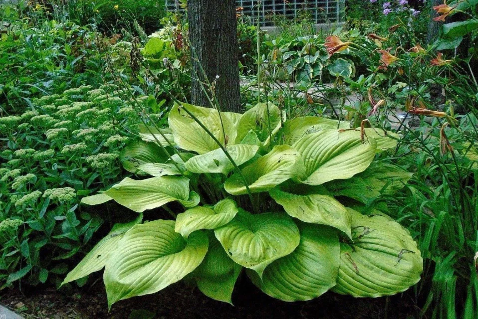 Hosta <br>HOSTA SUM & SUBSTANCE - Image 2
