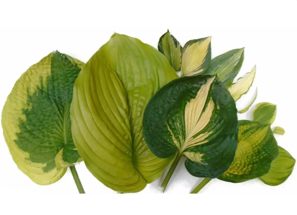 Hosta <br>HOSTA SUM & SUBSTANCE - Image 3