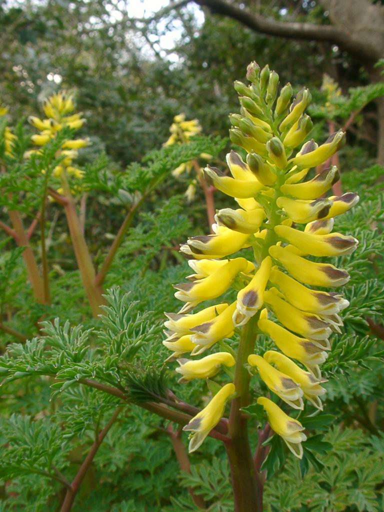 Corydalis heterocarpa <br>GIANT FERNLEAF JAPANESE CORYDALIS