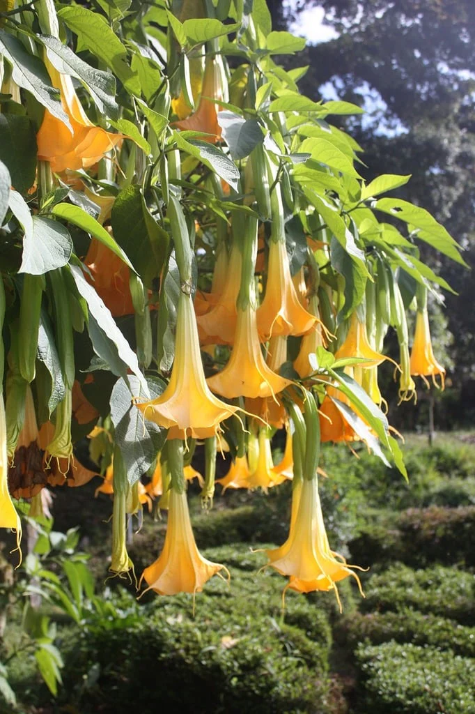 Brugmansia <br>ANGEL'S TRUMPET ORANGE