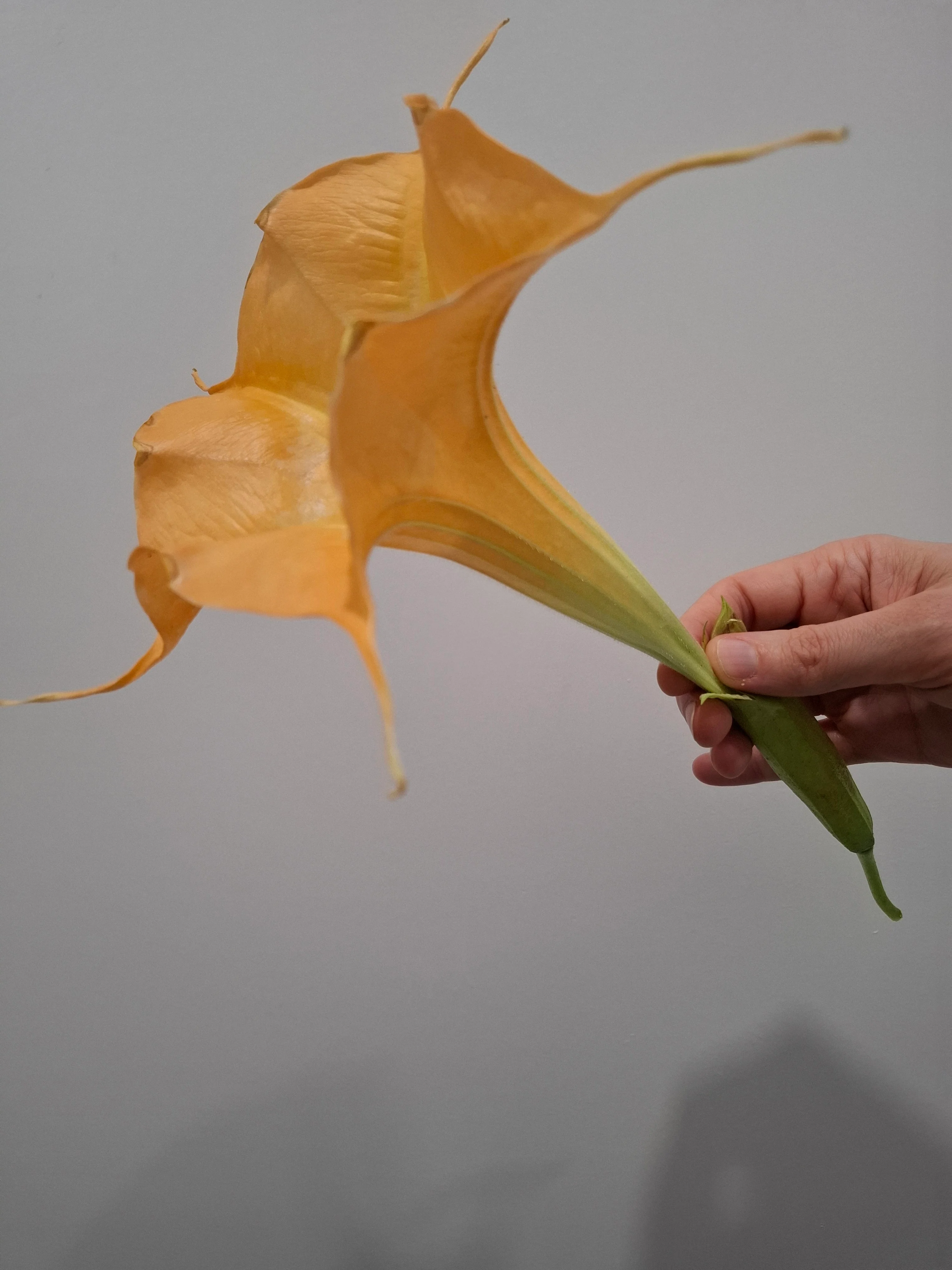 Brugmansia <br>ANGEL'S TRUMPET ORANGE - Image 2