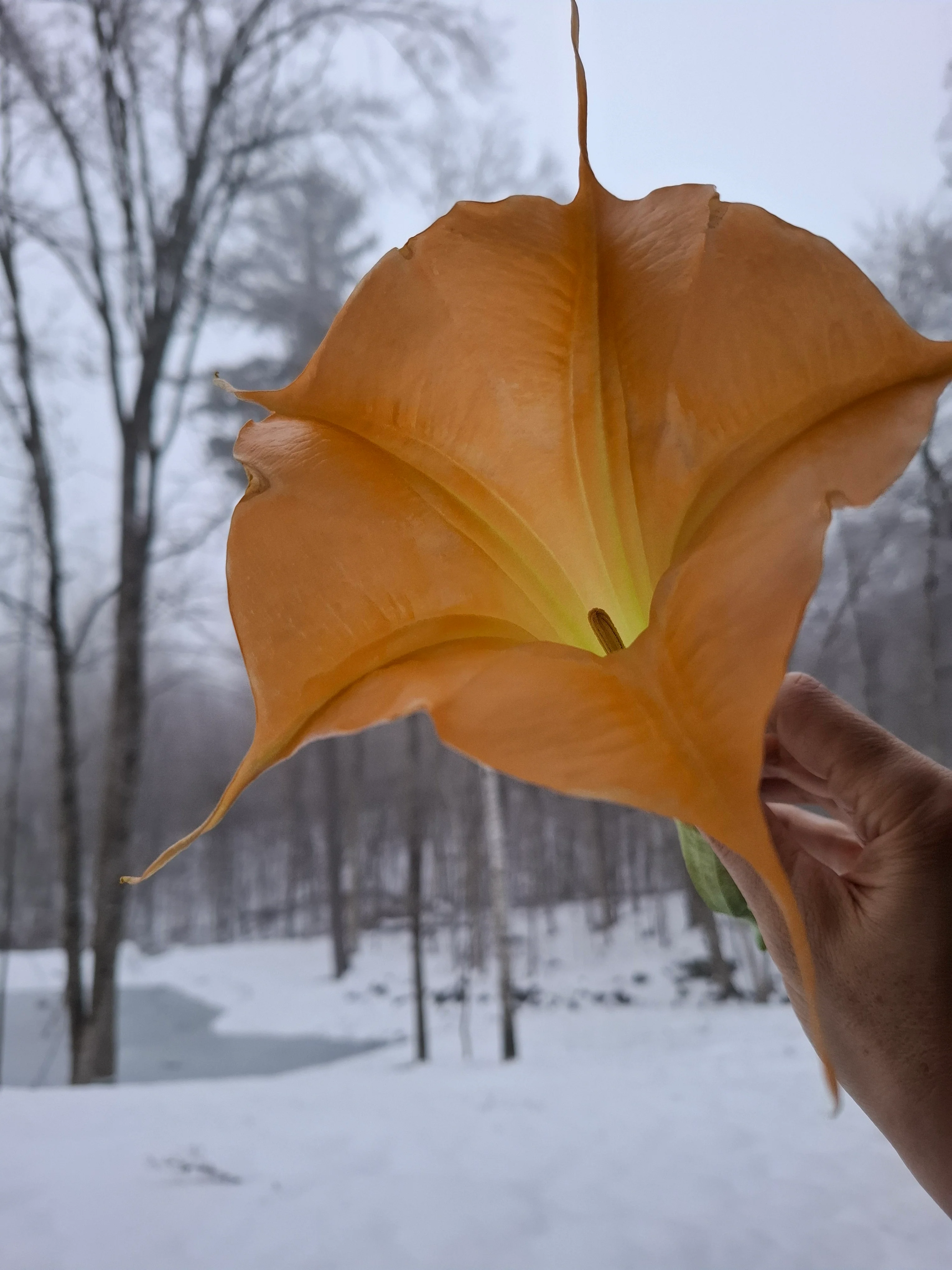 Brugmansia <br>ANGEL'S TRUMPET ORANGE - Image 3