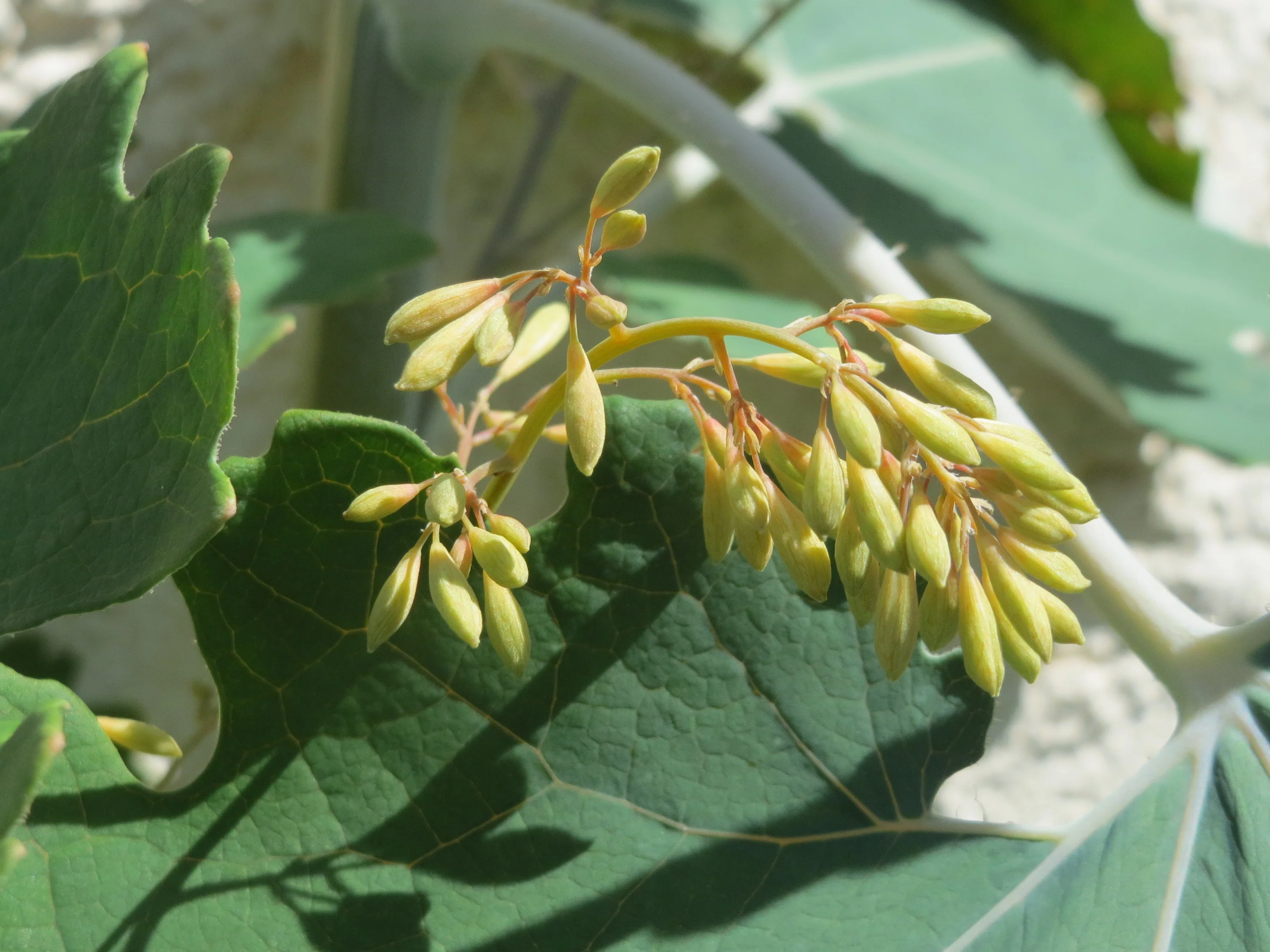 Macleaya cordata <br>PLUME POPPY