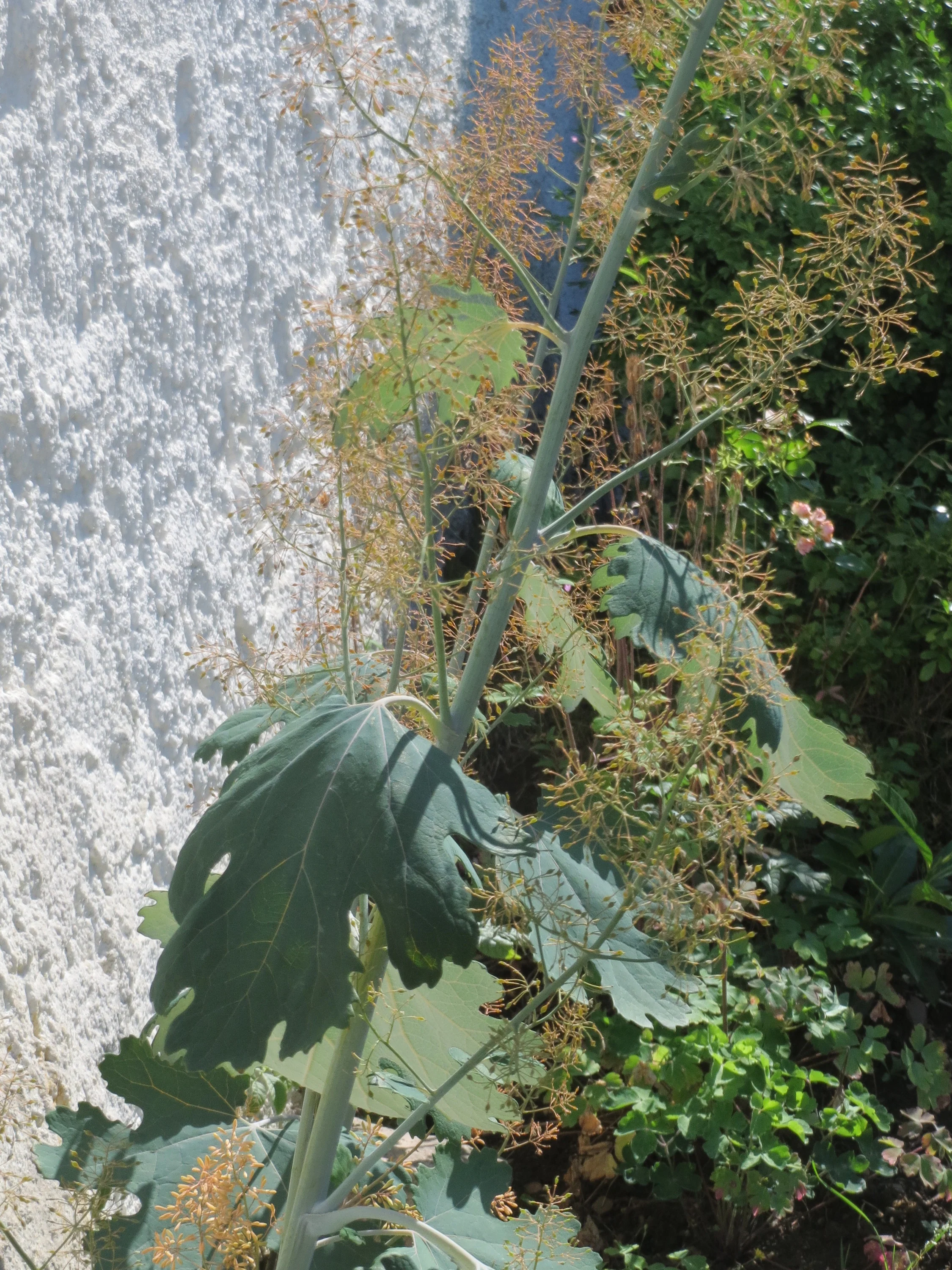 Macleaya cordata <br>PLUME POPPY - Image 2