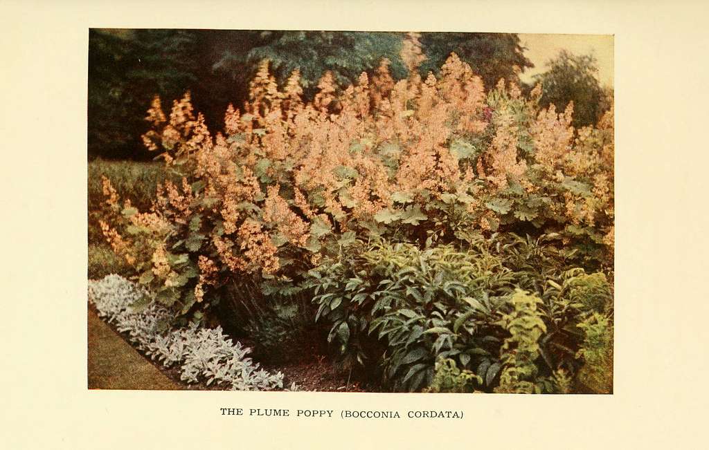 Macleaya cordata <br>PLUME POPPY - Image 3