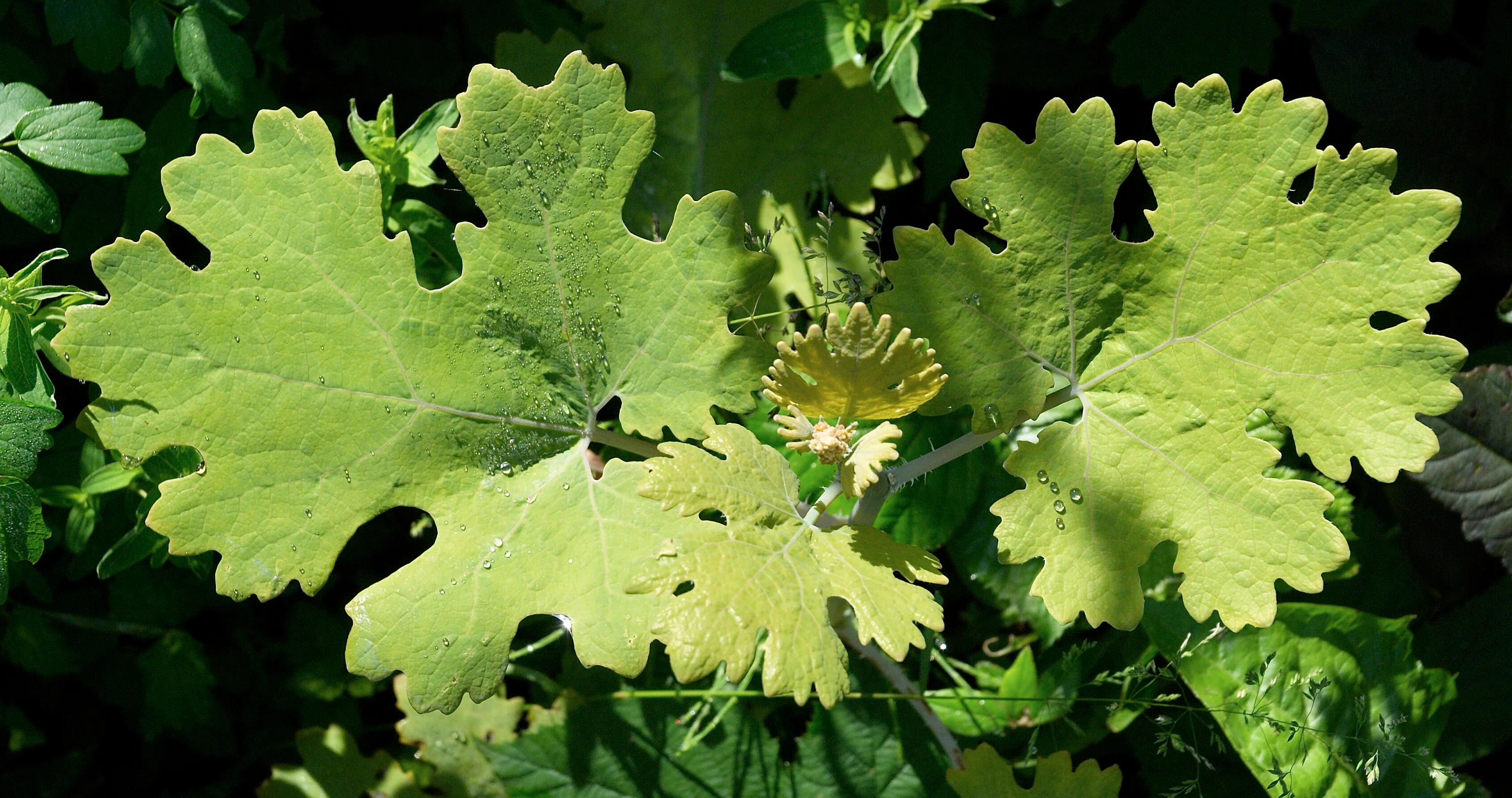 Macleaya cordata <br>PLUME POPPY - Image 4